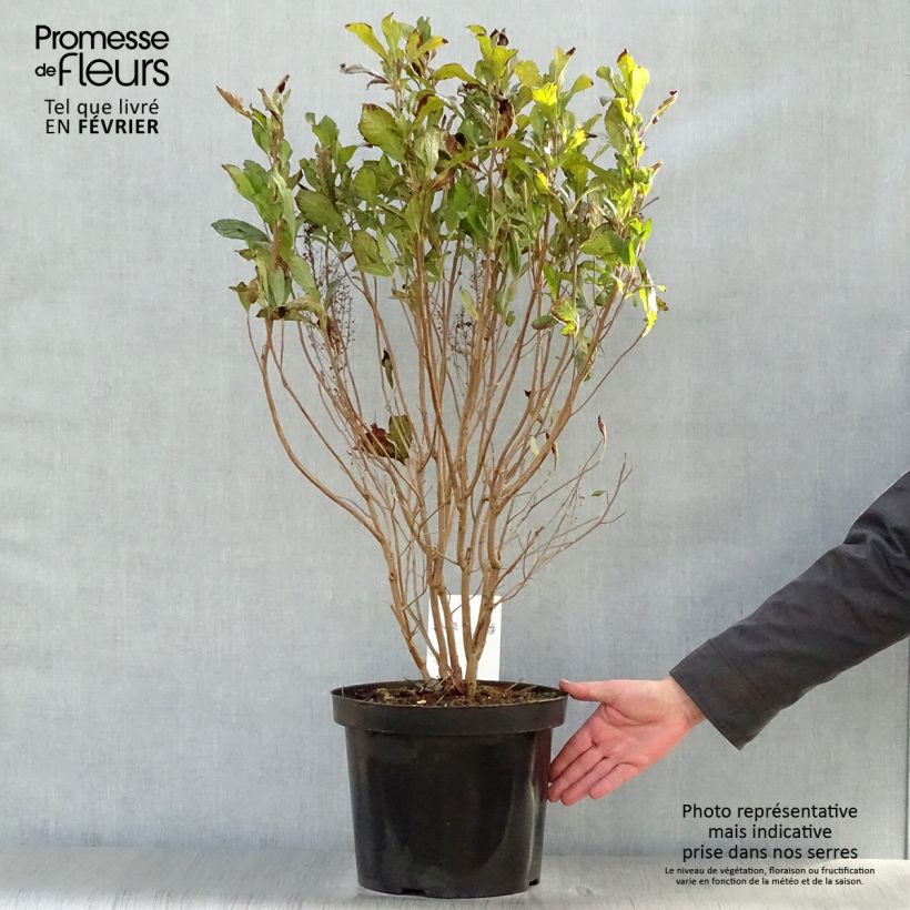 Spécimen de Clethra alnifolia Anne Bidwell Pot de 7,5L/10L tel que livré en hiver