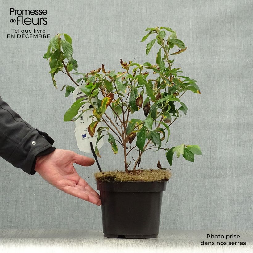 Spécimen de Clethra alnifolia Hummingbird Pot de 3L/4L tel que livré en hiver