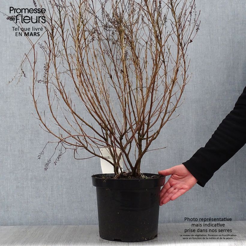 Spécimen de Clethra alnifolia Hummingbird Pot de 7,5L/10L tel que livré en hiver