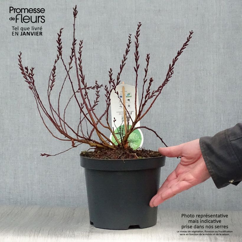 Spécimen de Clethra alnifolia Pot de 3L/4L tel que livré en hiver