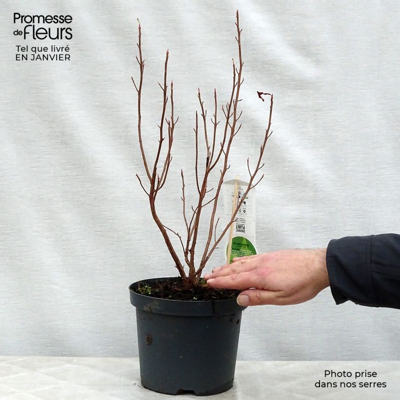 Spécimen de Clethra alnifolia Ruby Spice Pot de 3L/4L tel que livré en hiver