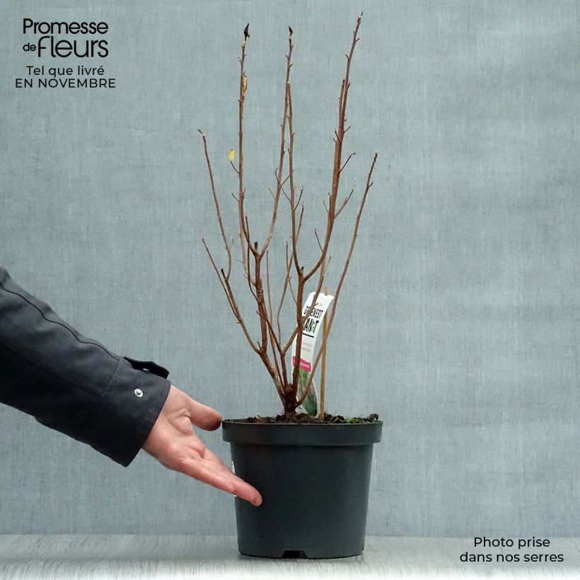 Spécimen de Clethra alnifolia Ruby Spice Pot de 3L/4L tel que livré en automne