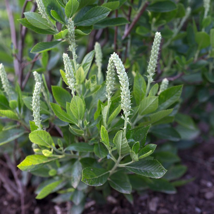 Clethra alnifolia Sixteen Candles (Floraison)