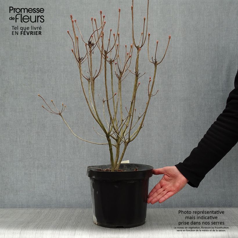 Spécimen de Clethra alnifolia Sixteen Candles Pot de 7,5L/10L tel que livré en hiver