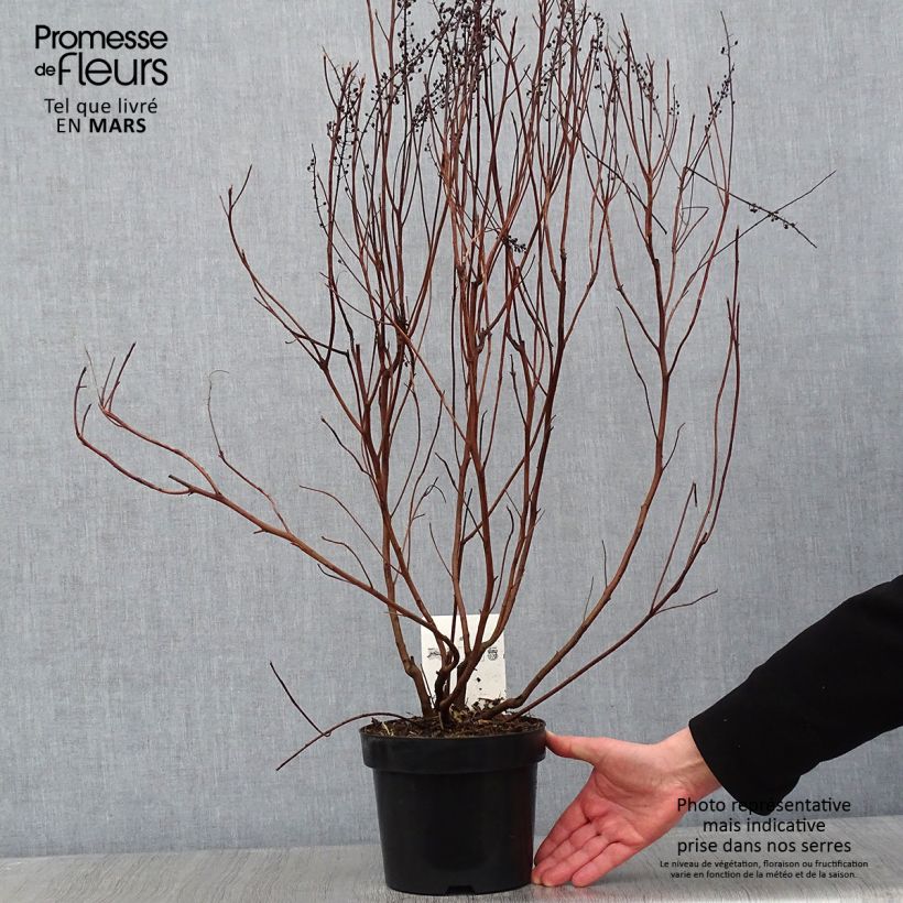 Spécimen de Clethra alnifolia Vanilla Spice - Clèthre à feuilles d'Aulne Pot de 2L/3L tel que livré en hiver