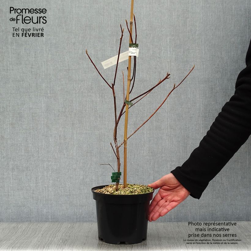 Spécimen de Clethra barbinervis Great Star Pot de 4L/5L tel que livré en hiver