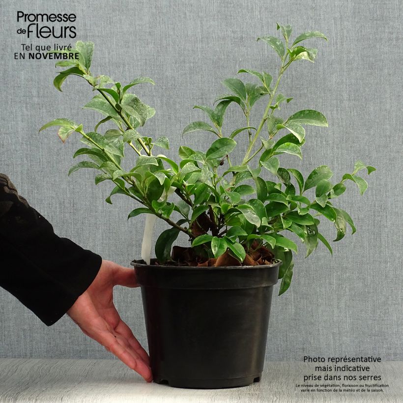 Spécimen de Cleyera japonica - Cleyera du Japon Pot de 4L/5L tel que livré en automne