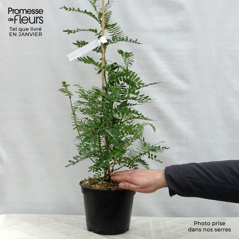 Spécimen de Clianthus puniceus Flamingo - Pince de Homard Pot de 3L/4L tel que livré en hiver