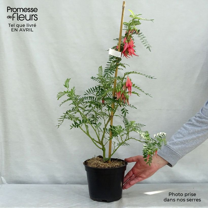 Spécimen de Clianthus puniceus Flamingo - Pince de Homard Pot de 3L/4L tel que livré au printemps
