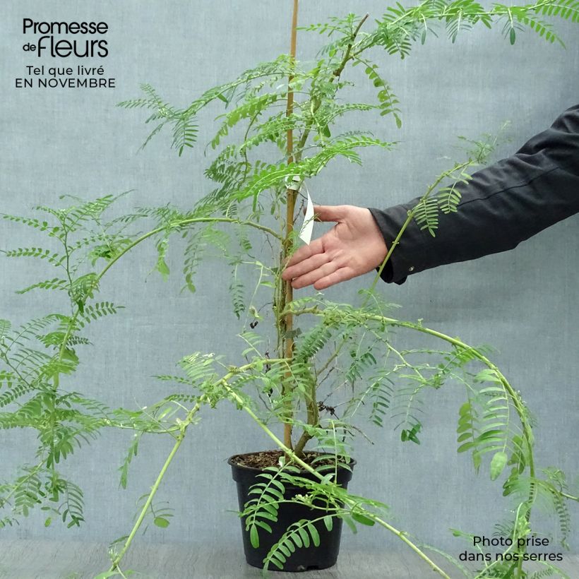 Spécimen de Clianthus puniceus White Heron - Pince de Homard Pot de 3L/4L tel que livré en automne