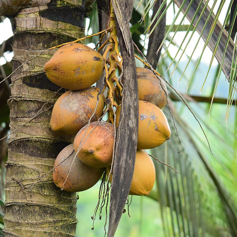 Cocos nucifera - Cocotier (Récolte)