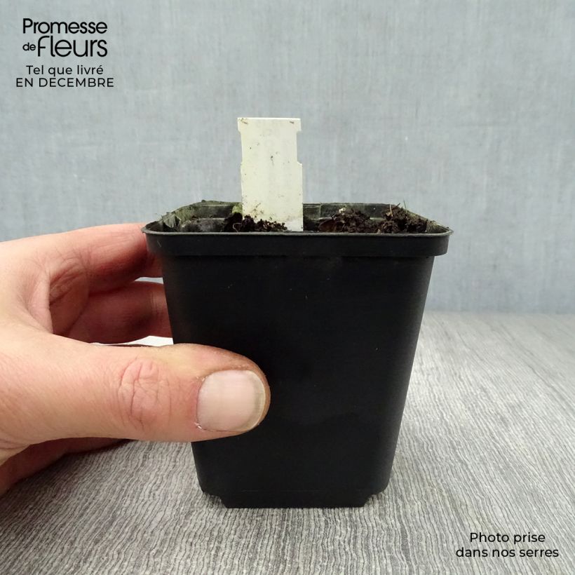 Spécimen de Codonopsis clematidea Godet de 8/9 cm tel que livré en hiver