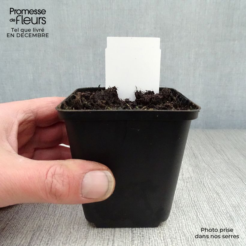 Spécimen de Coeur de Marie Blanc - Dicentra spectabilis Alba Godet de 8/9 cm tel que livré en hiver