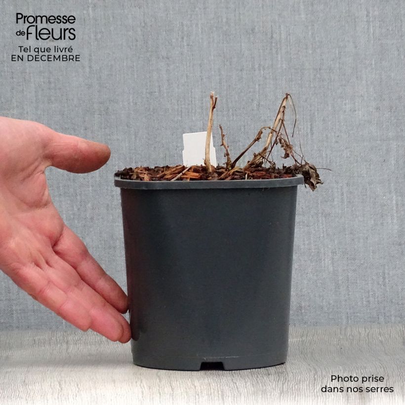 Spécimen de Coeur de Marie Blanc - Dicentra spectabilis Alba Pot de 2L/3L tel que livré en hiver