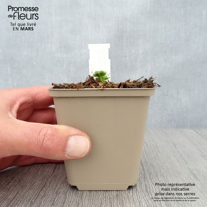 Spécimen de Coeur de Marie - Dicentra Ivory Hearts Godet de 8/9 cm tel que livré au printemps