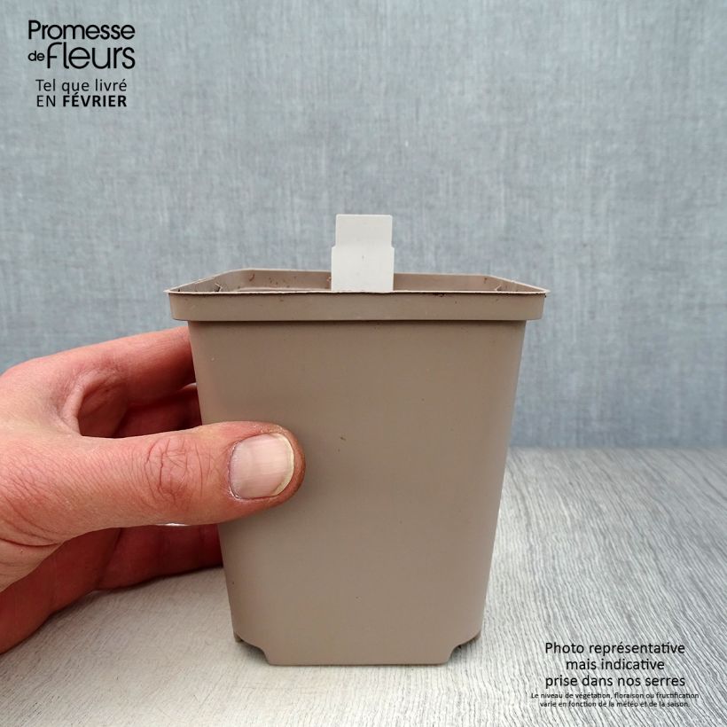 Spécimen de Coeur de Marie - Dicentra Ivory Hearts Godet de 8/9 cm tel que livré en hiver