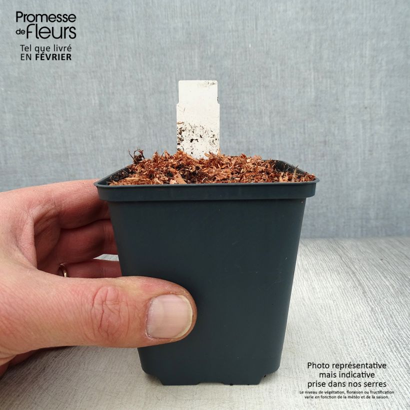 Spécimen de Coeur de Marie - Dicentra King of Hearts Godet de 8/9 cm tel que livré en hiver