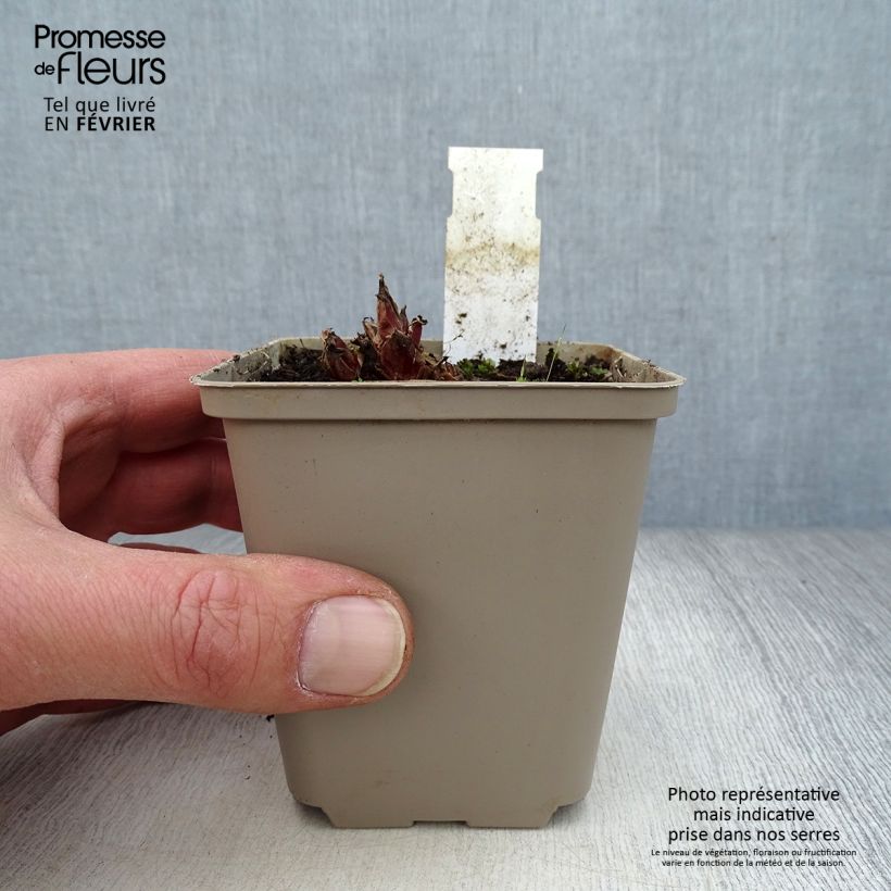 Spécimen de Coeur de Marie - Dicentra eximia Stuart Boothman Godet de 8/9 cm tel que livré en hiver