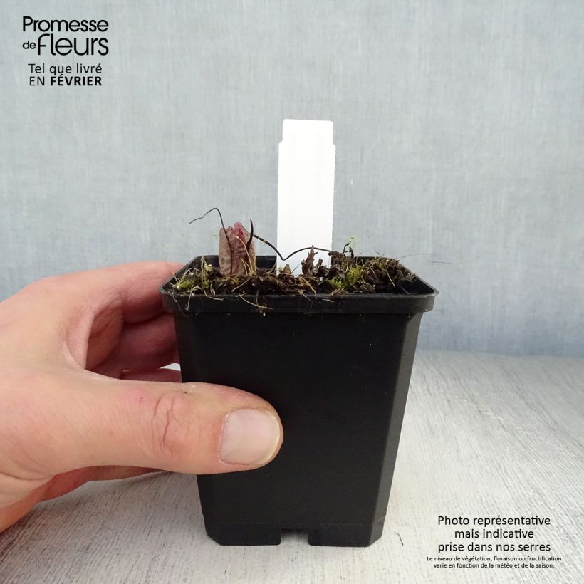 Spécimen de Coeur de Marie, Dicentra formosa Bacchanal Godet de 8/9 cm tel que livré en hiver