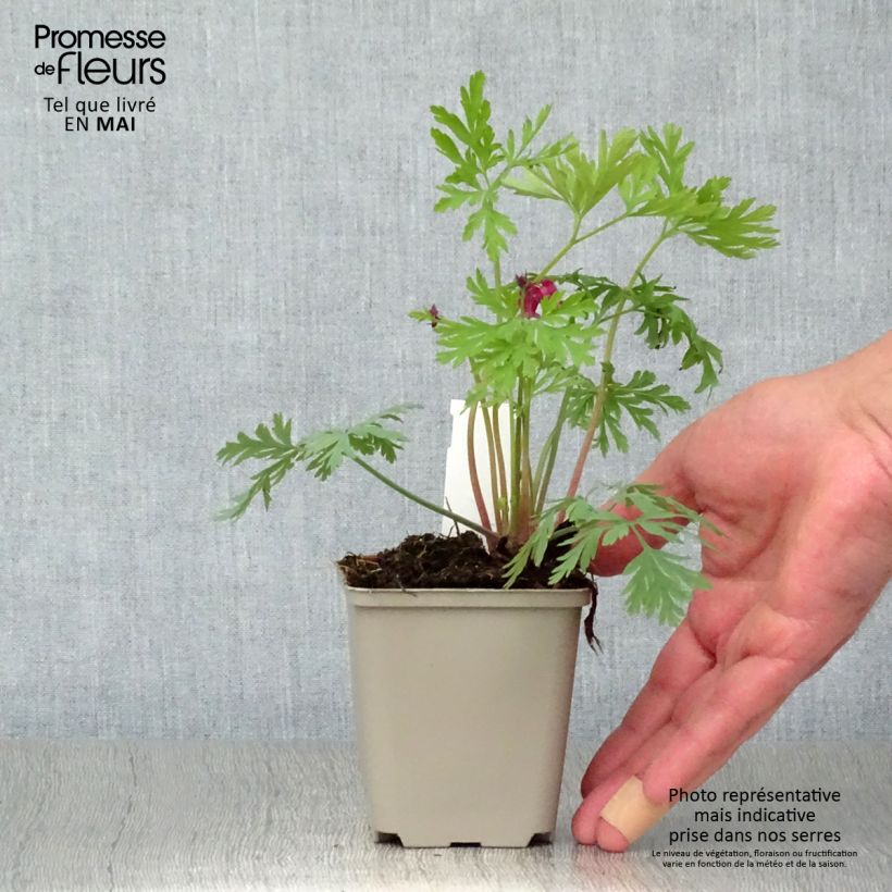 Spécimen de Coeur de Marie, Dicentra formosa Bacchanal Godet de 8/9 cm tel que livré au printemps