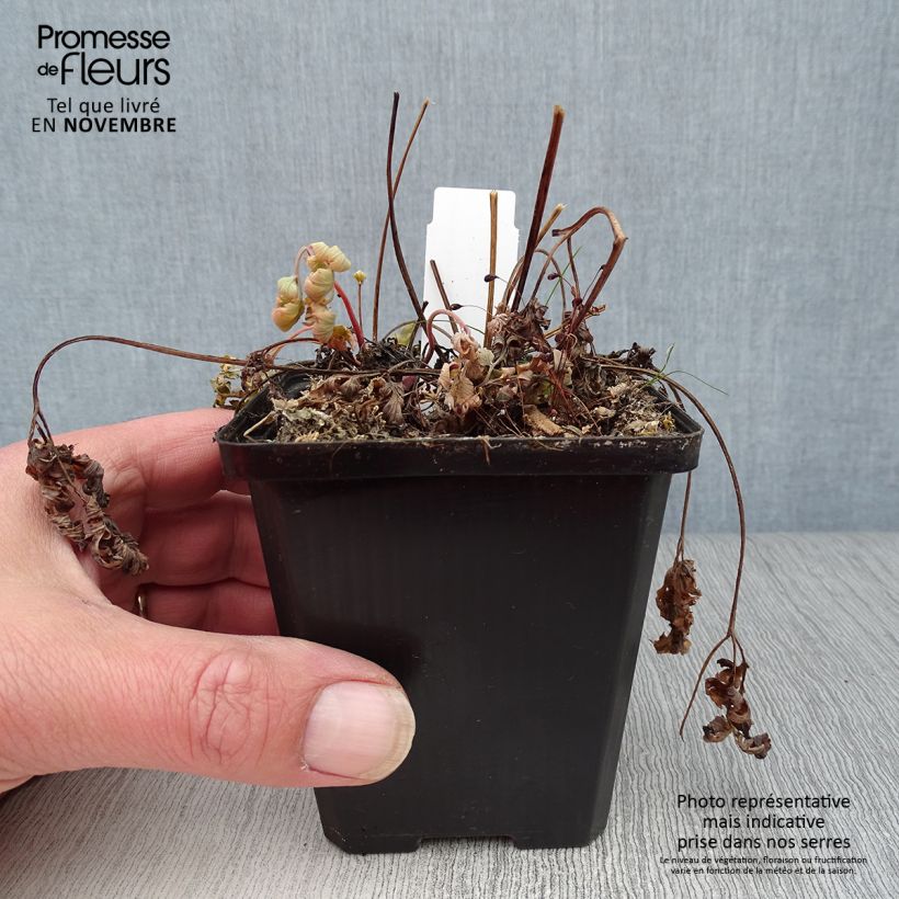 Spécimen de Coeur de Marie - Dicentra formosa Luxuriant Godet de 8/9 cm tel que livré en automne