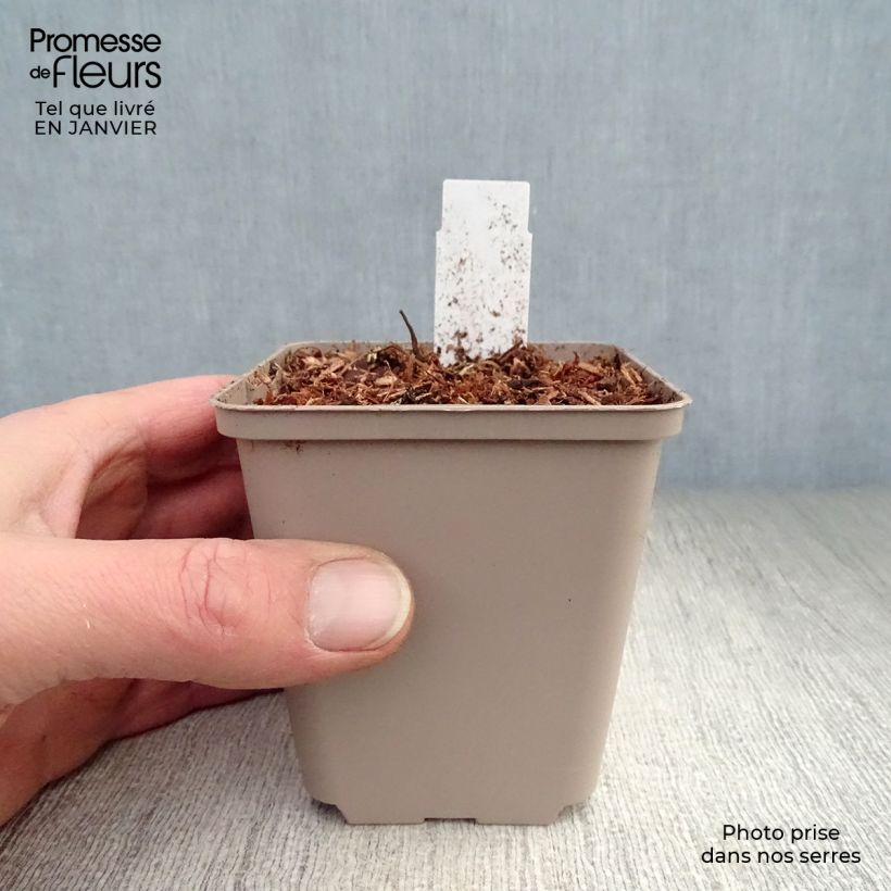 Spécimen de Coeur de Marie - Dicentra formosa Luxuriant Godet de 8/9 cm tel que livré en hiver