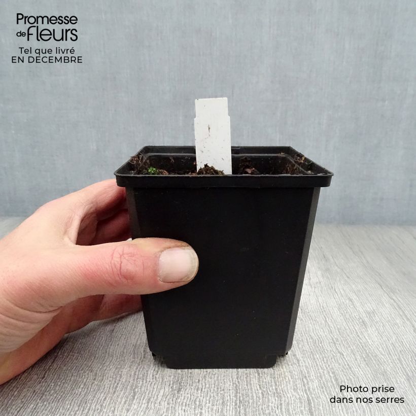 Spécimen de Coeur de Marie - Dicentra spectabilis White Gold Godet de 8/9 cm tel que livré en hiver