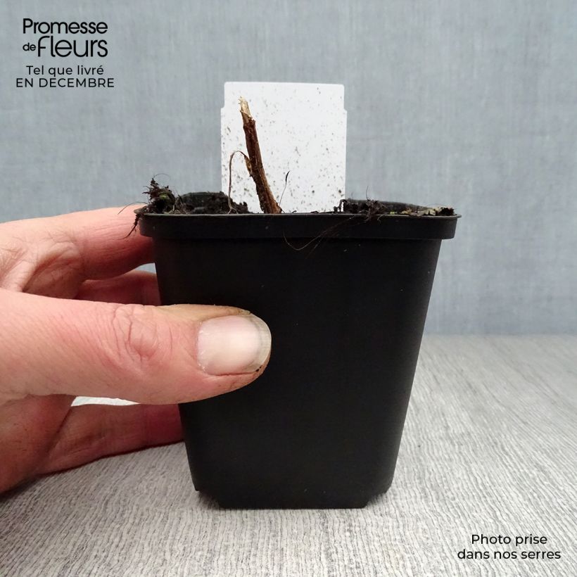 Spécimen de Coeur de Marie Rose - Dicentra spectabilis Godet de 8/9 cm tel que livré en hiver