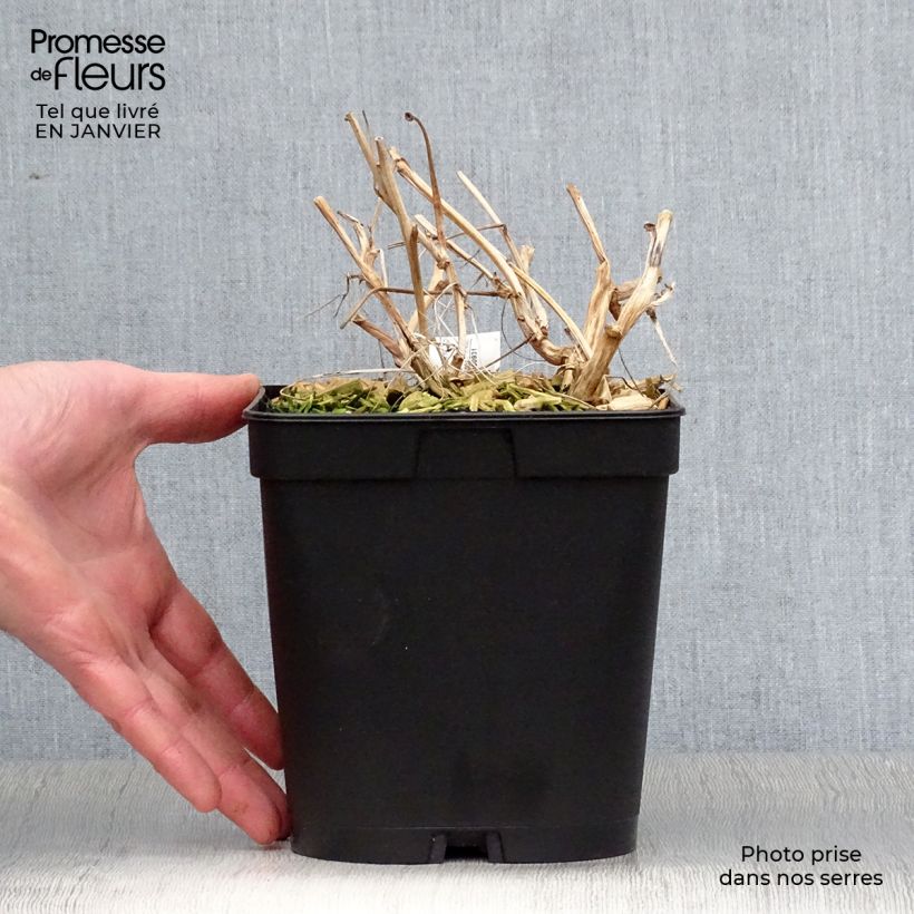 Spécimen de Coeur de Marie Rouge - Dicentra spectabilis Valentine Pot de 2L/3L tel que livré en hiver