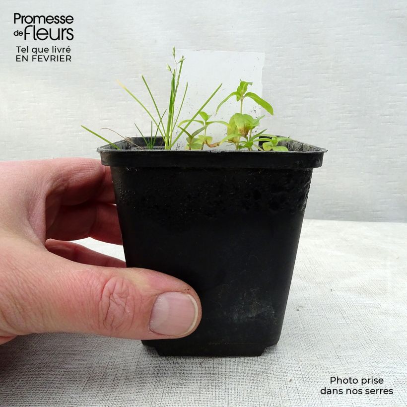 Spécimen de Coeur de Marie Rouge - Dicentra spectabilis Valentine Godet de 7/8 cm tel que livré en hiver