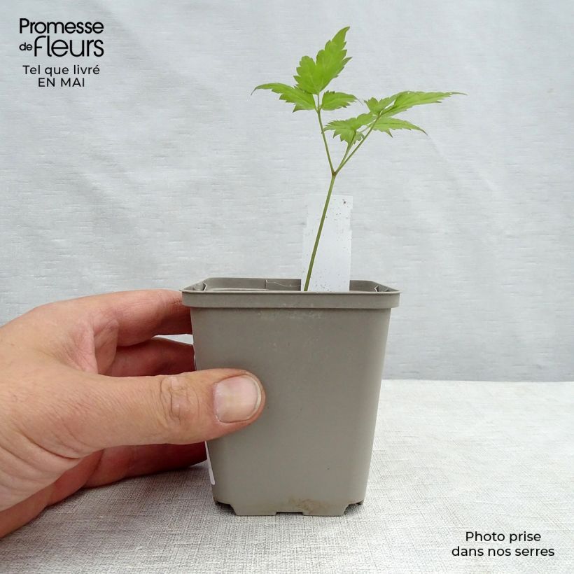 Dicentra spectabilis Valentine - Cuore di Maria Vasetto da 7/8 cm esemplare consegnato in primavera