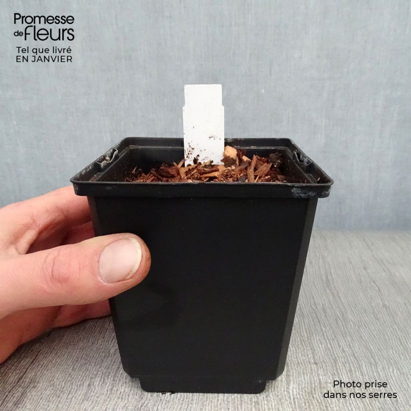 Spécimen de Coeur de Marie doré - Dicentra spectabilis Goldheart® Pot de 10 cm/11cm tel que livré en hiver