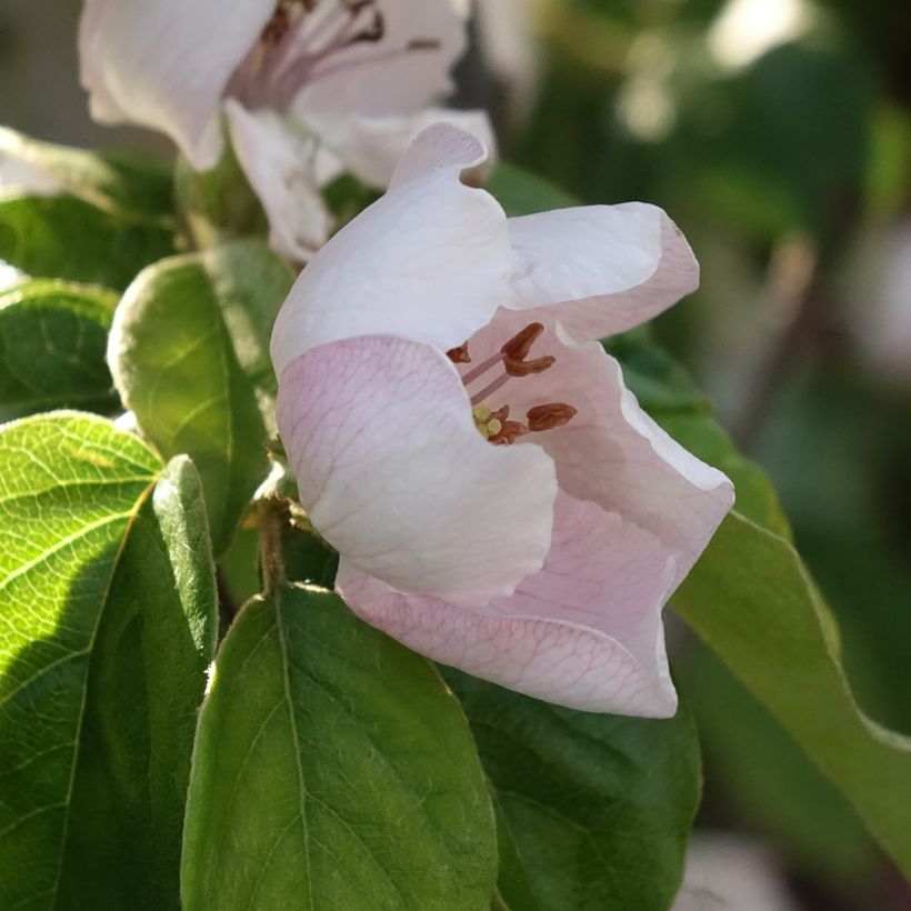 Cognassier Aromatnaya - Cydonia oblonga (Floraison)