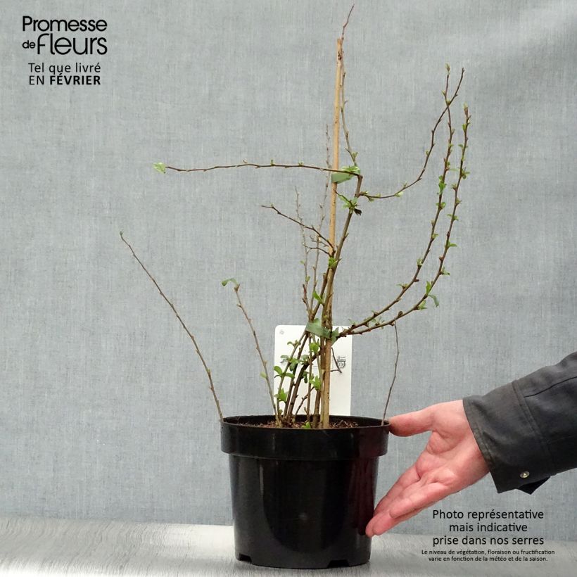Spécimen de Cognassier du Japon Cameo - Chaenomeles superba  Pot de 3L/4L tel que livré en hiver