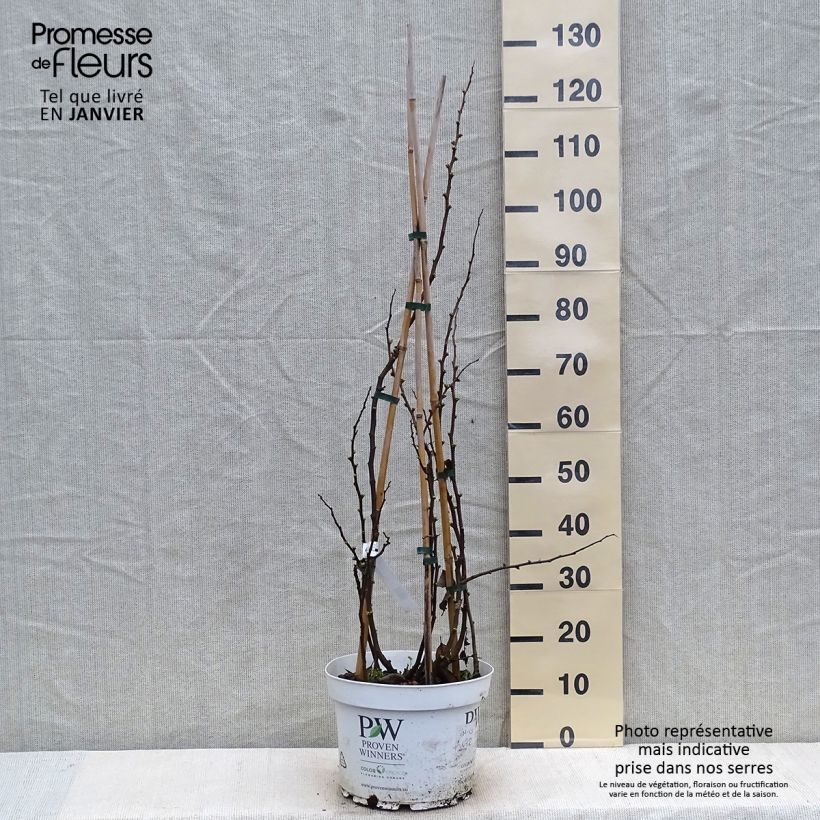 Spécimen de Cognassier du Japon - Chaenomeles speciosa Mango Storm Pot de 7,5L/10L tel que livré en hiver