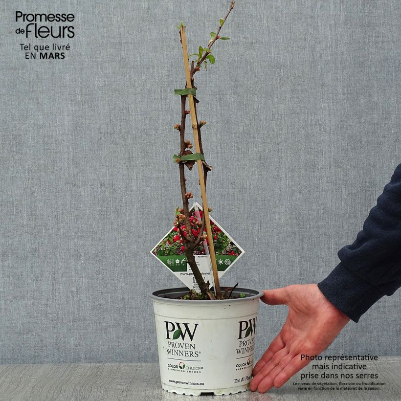Spécimen de Cognassier du Japon - Chaenomeles speciosa Mango Storm Pot de 3L/4L tel que livré en hiver