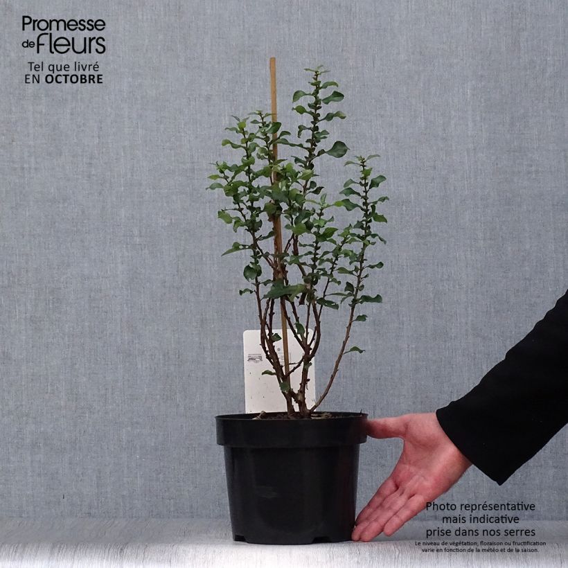Spécimen de Cognassier du Japon - Chaenomeles speciosa Red Kimono Pot de 4L/5L tel que livré en automne
