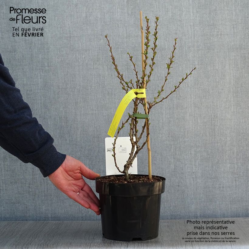 Spécimen de Cognassier du Japon - Chaenomeles speciosa Red Kimono Pot de 4L/5L tel que livré en hiver