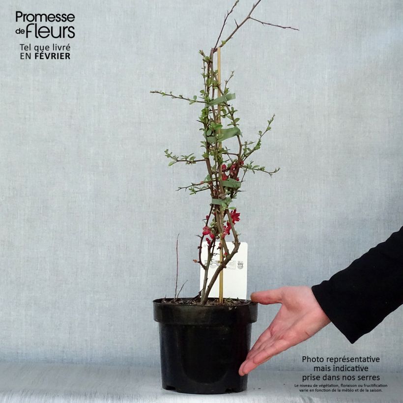 Spécimen de Cognassier du Japon - Chaenomeles x superba Elly Mossel Pot de 2L/3L tel que livré en hiver