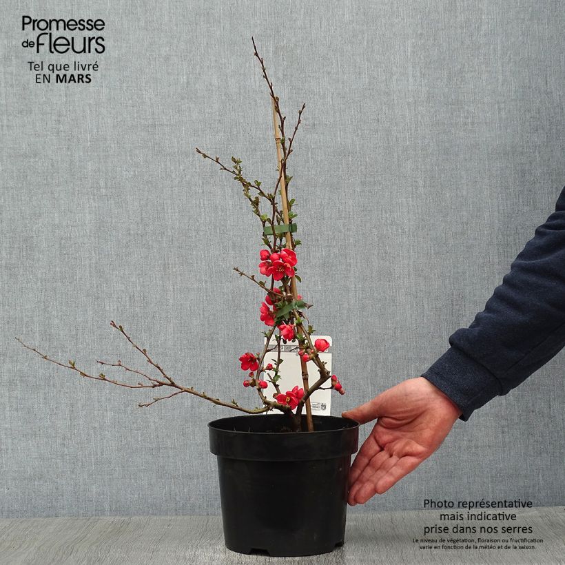 Spécimen de Cognassier du Japon - Chaenomeles x superba Texas Scarlet Pot de 2L/3L tel que livré en hiver