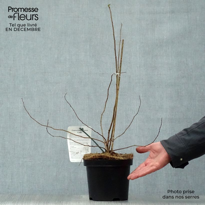 Spécimen de Cognassier du Japon Cido - Chaenomeles japonica Pot de 2L/3L tel que livré en hiver