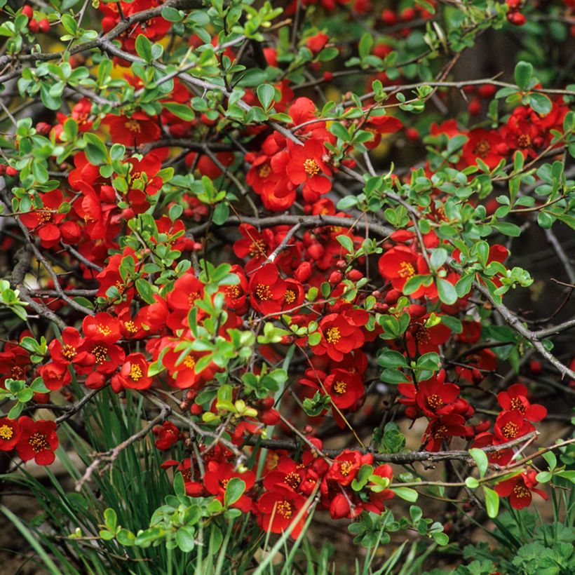 Cognassier du Japon Crimson and Gold - Chaenomeles superba (Floraison)