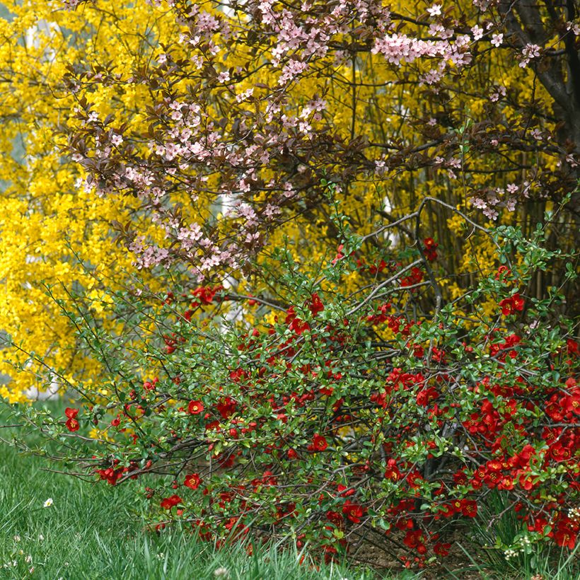 Cognassier du Japon Crimson and Gold - Chaenomeles superba (Port)
