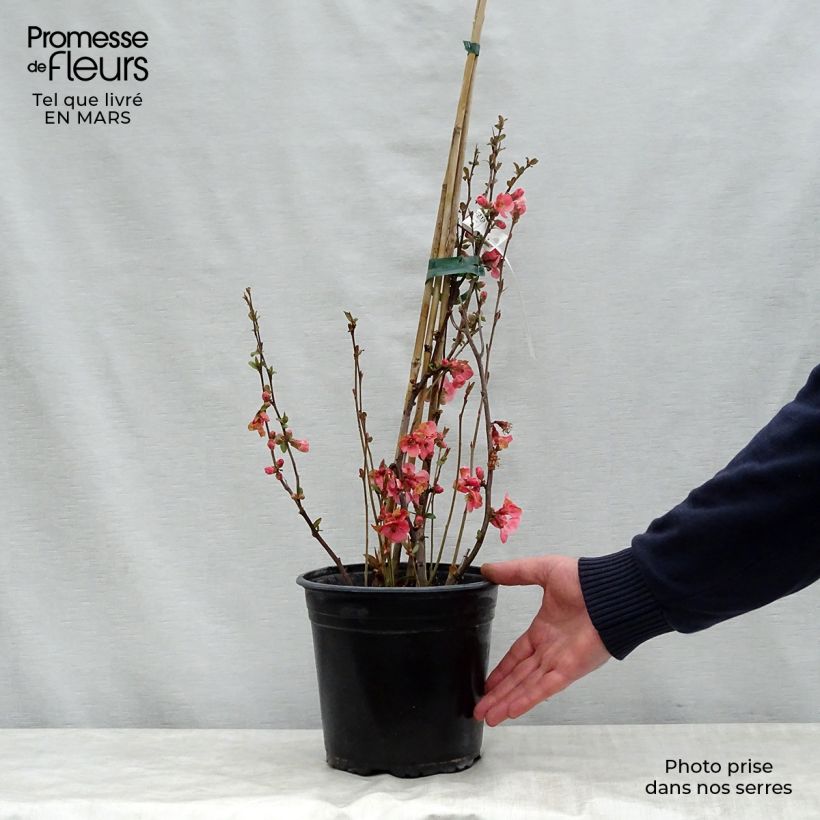 Spécimen de Cognassier du Japon Eximia - Chaenomeles speciosa  Pot de 4L/5L tel que livré au printemps