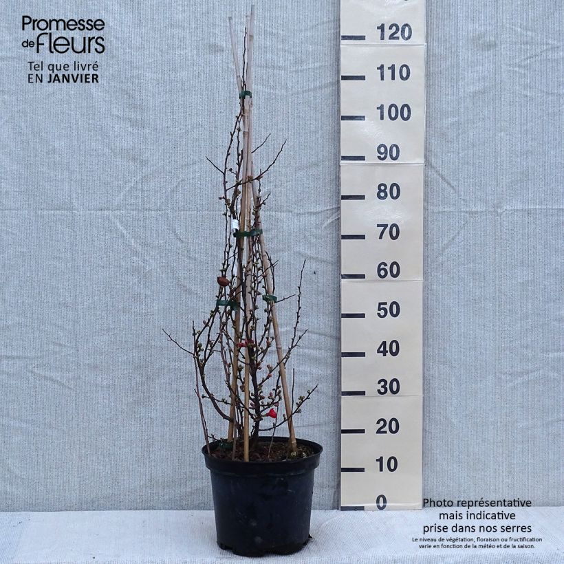 Spécimen de Cognassier du Japon Friesdorfer - Chaenomeles speciosa  Pot de 7,5L/10L tel que livré en hiver