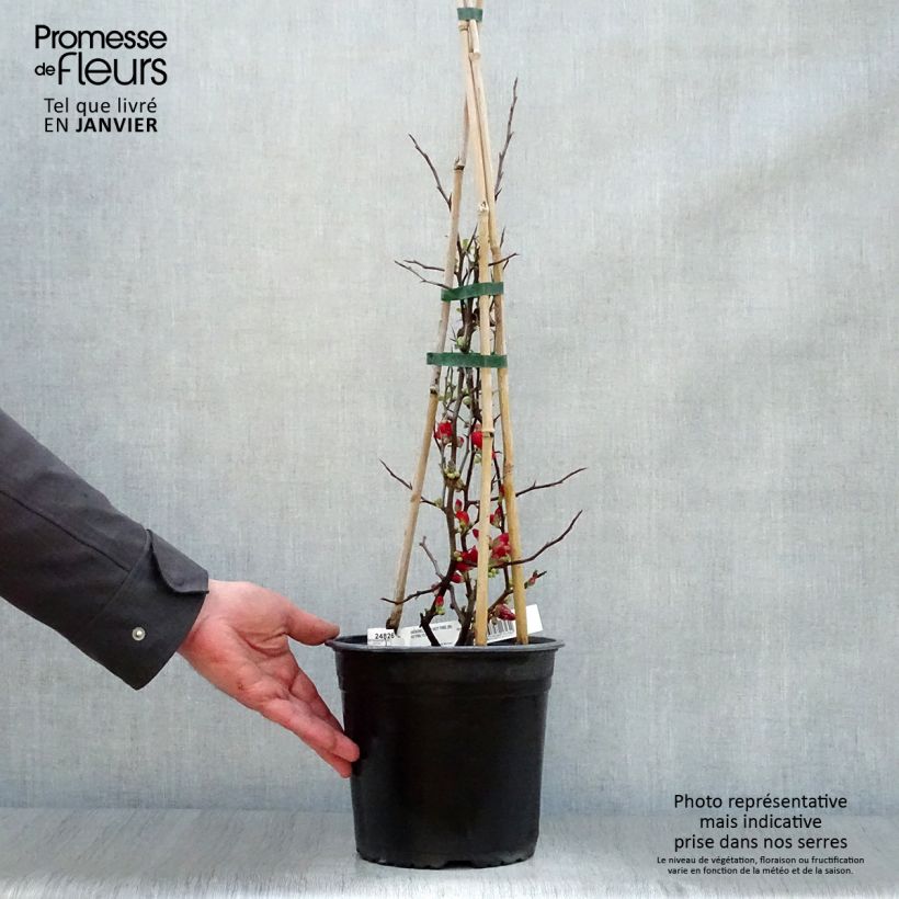 Spécimen de Cognassier du Japon Hot Fire - Chaenomeles speciosa  Pot de 4L/5L tel que livré en hiver