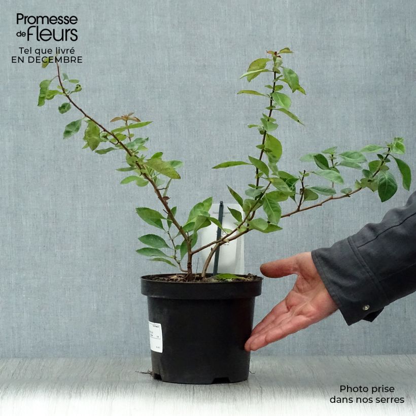 Spécimen de Chaenomeles superba Nicoline - Chaenomeles superba Pot de 2L/3L tel que livré en hiver