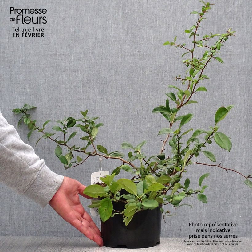 Spécimen de Chaenomeles superba Nicoline - Chaenomeles superba Pot de 2L/3L tel que livré en automne