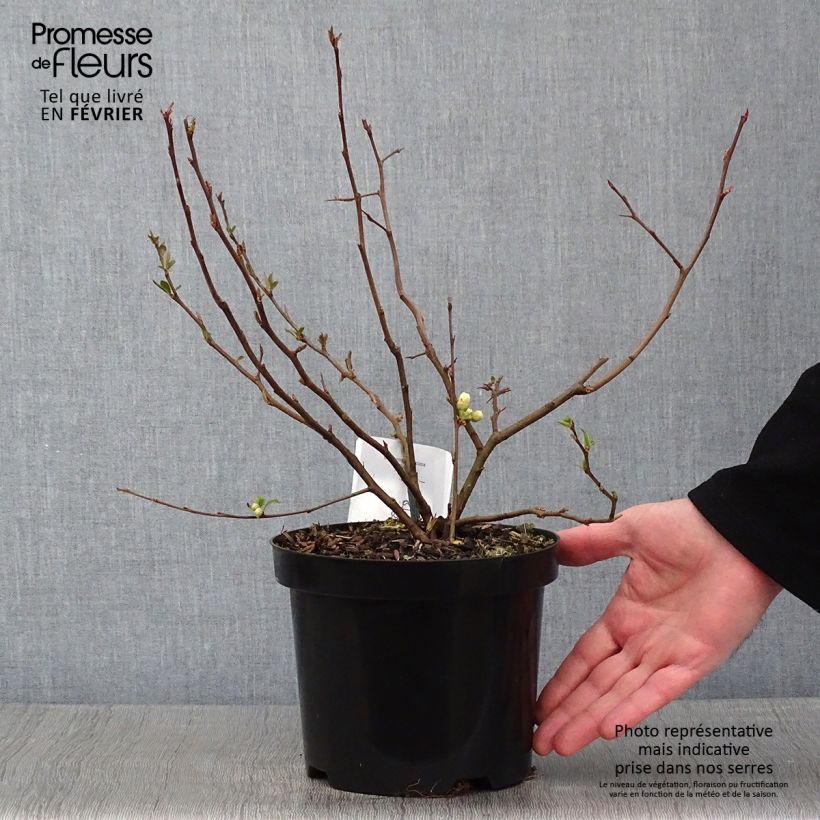 Spécimen de Cognassier du Japon Nivalis - Chaenomeles speciosa  Pot de 2L/3L tel que livré en hiver