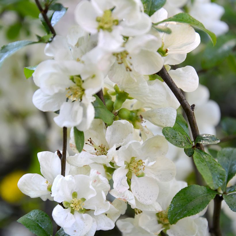 Cognassier du Japon Nivalis - Chaenomeles speciosa (Floraison)